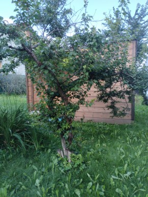 Коллективный сад номер 7, участок 58 в Волчанске - volchansk.yutvil.ru - фото 28 Коллективный сад номер 7, участок 58 в Волчанске - volchansk.yutvil.ru - фото 28