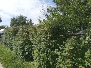 СНТ Медик-2 в Волчанске - volchansk.yutvil.ru - фото 3