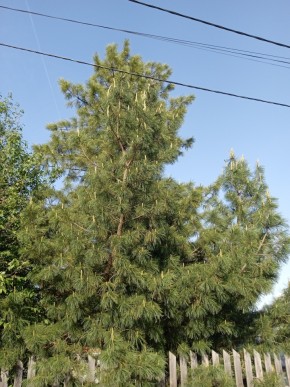 ул. Полынная,29 в Волчанске - volchansk.yutvil.ru - фото 18